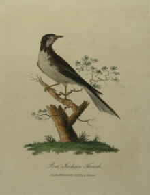 Original bird prints, Australia